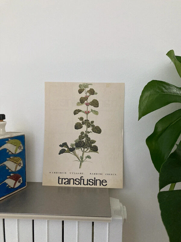 Botanical poster Marrubium Vulgare