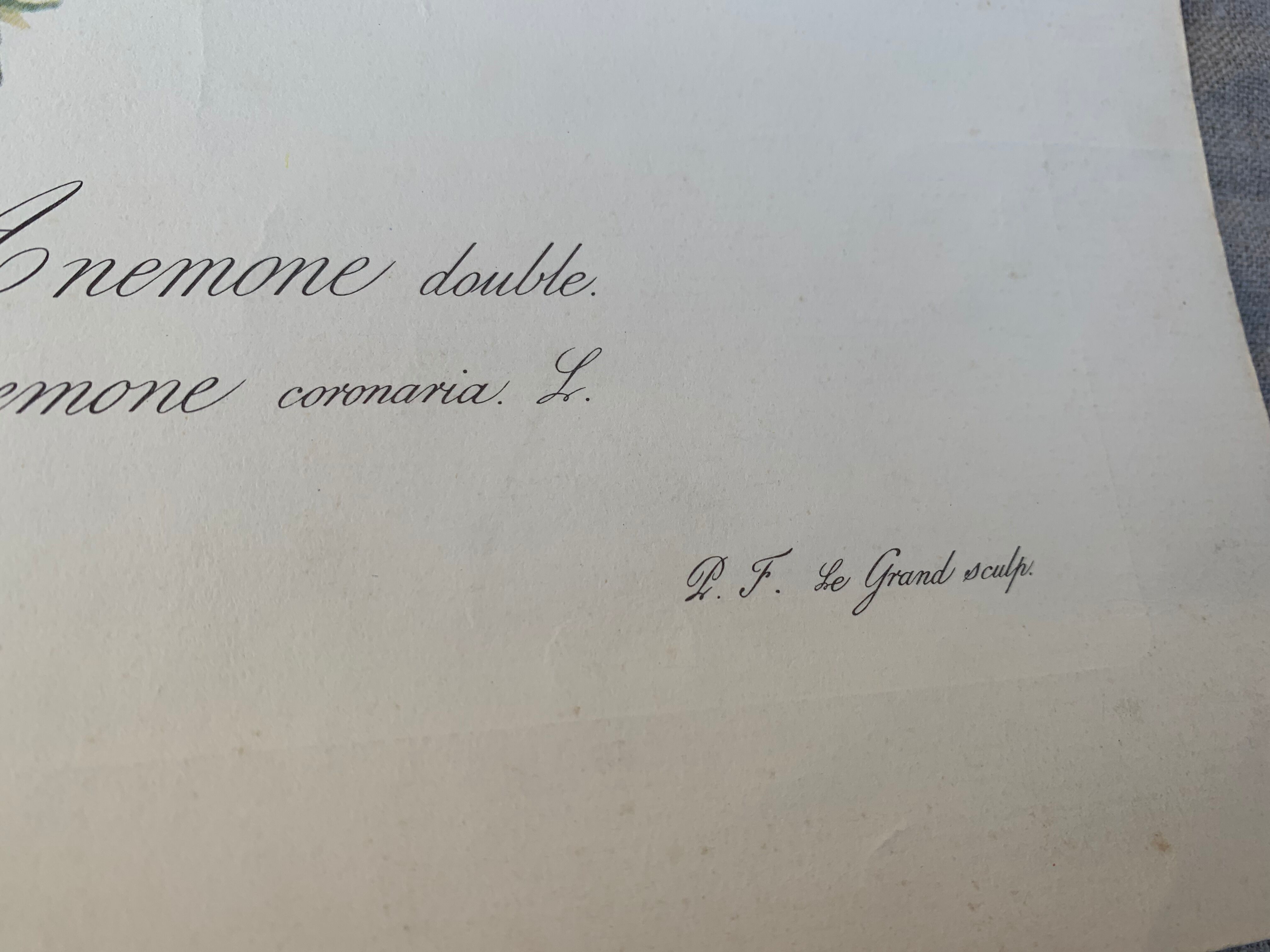 Lithograph, antique engraving double anemones, vintage and collector's herbarium style