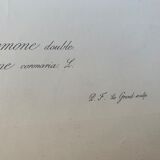 Lithographie gravure ancienne les anémones double, style herbier vintage et collector