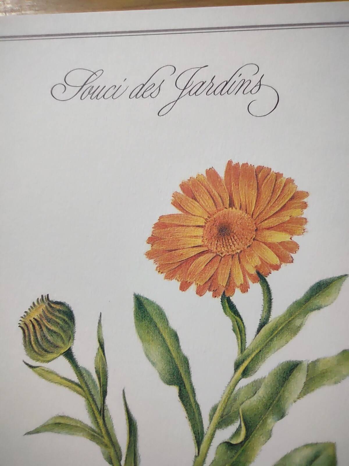 Botanical board -Garden Marigold- Pastel illustration of medicinal plants and flowers