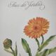 Botanical board -Garden Marigold- Pastel illustration of medicinal plants and flowers