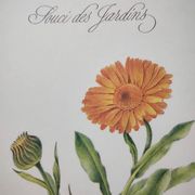 Botanical board -Garden Marigold- Pastel illustration of medicinal plants and flowers
