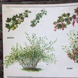 Vieille carte scolaire botanique groseiller rouge et grosseiler simple