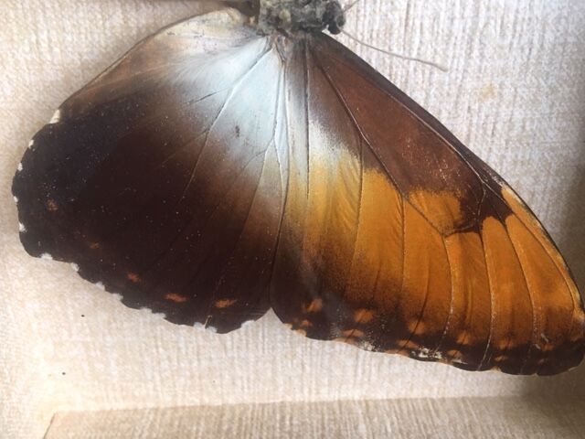 Naturalized butterfly frame, 23x17 cm