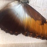 Naturalized butterfly frame, 23x17 cm