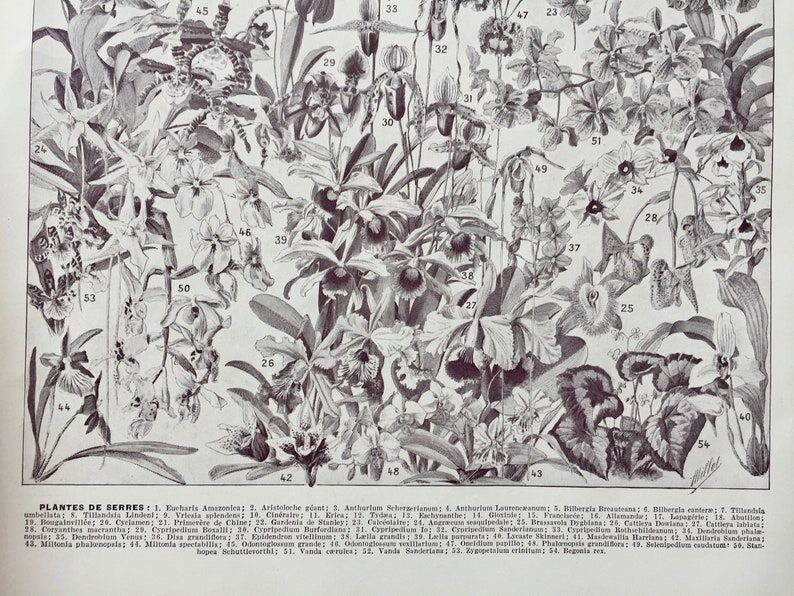Illustration ancienne Millot "Fleurs d'arbres"