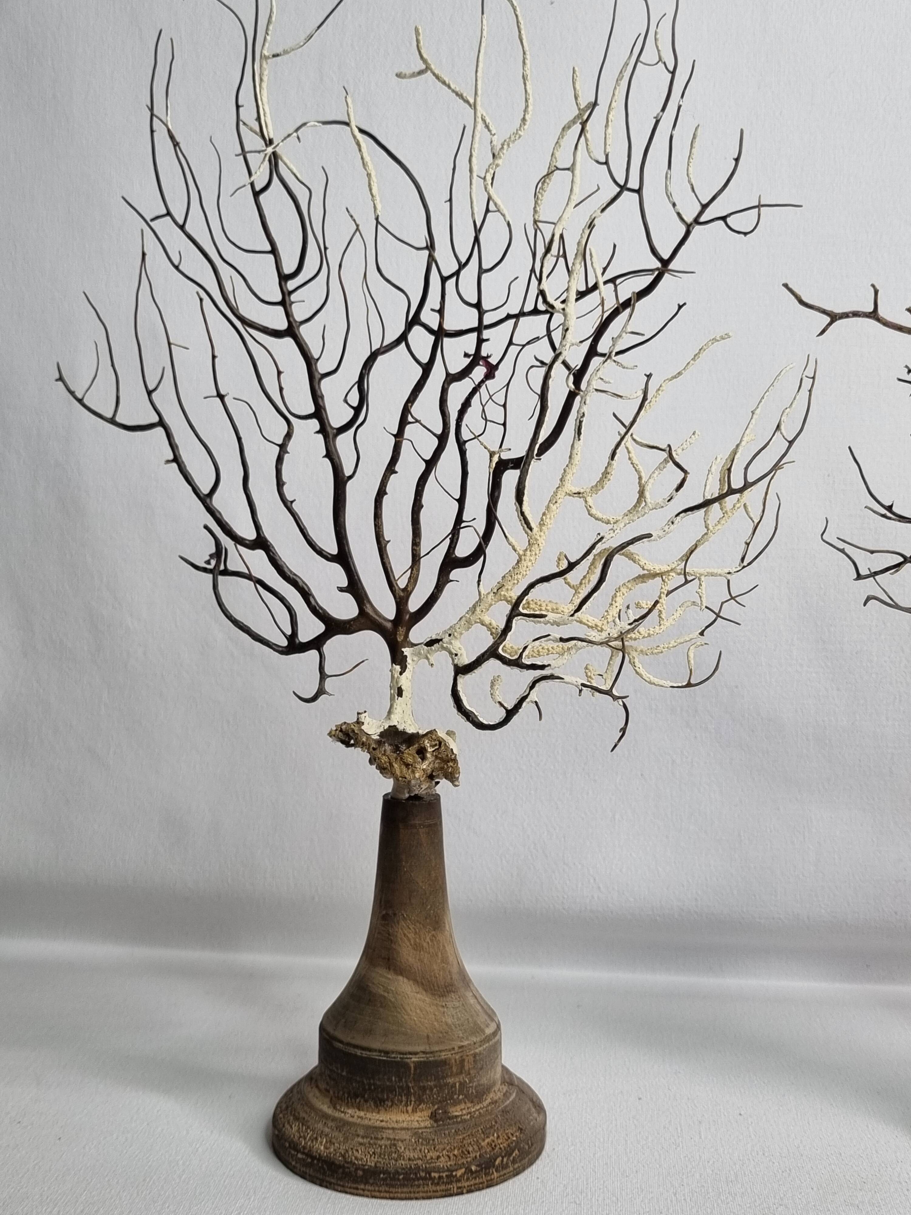 Pair of gorgonian corals, fan corals, on wooden bases, 32 cm