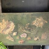 Large painting of shells, cabinet of curiosities, sign, vintage
