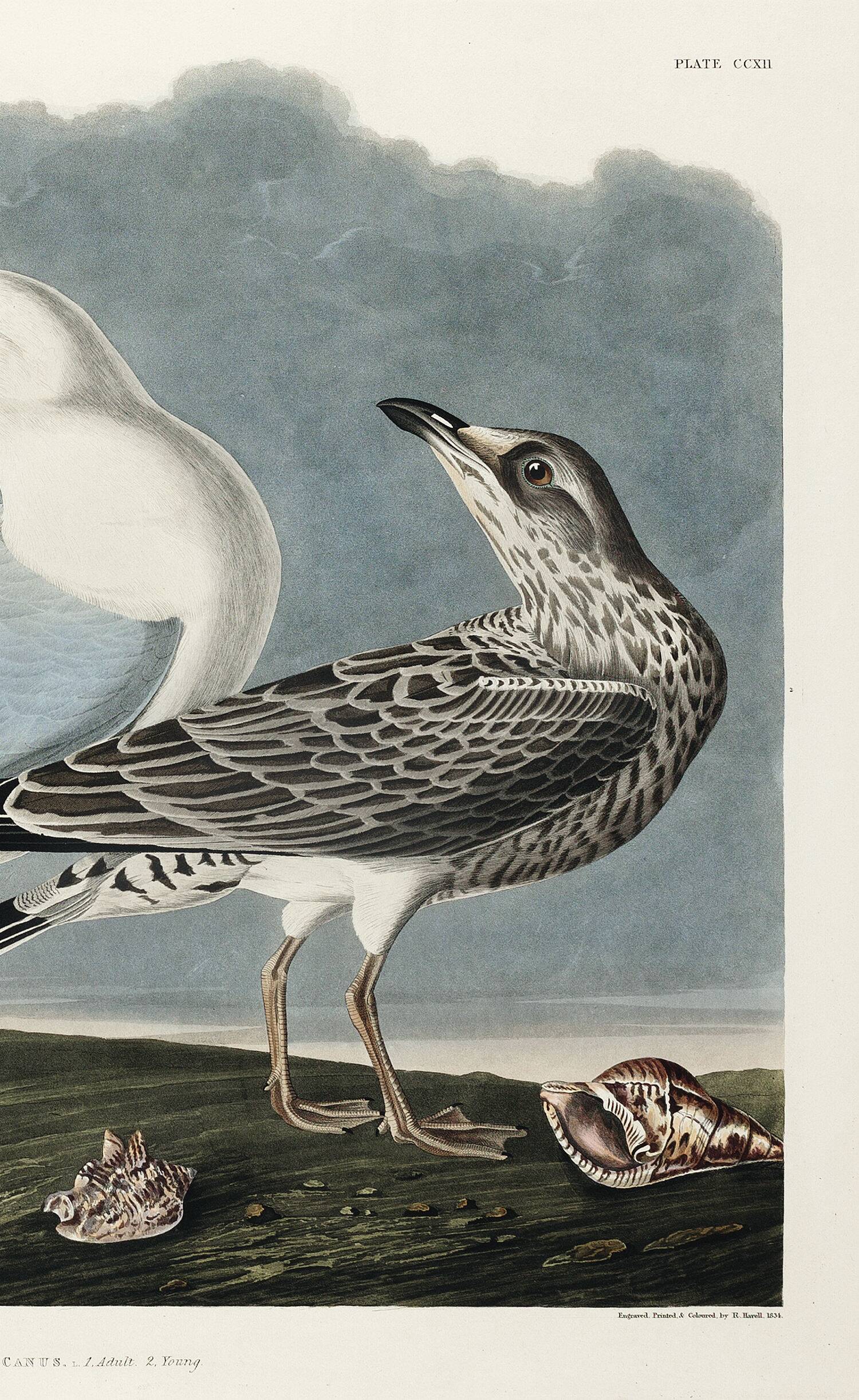 Poster about the Laughing Gull, after an old engraving from 1827.