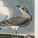 Poster about the Laughing Gull, after an old engraving from 1827.