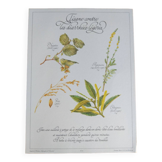 Botanical poster Herbal tea