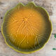 Vintage dish