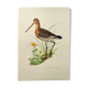 Antique bird print from the 1960s - Black-tailed Godwit - Illustration