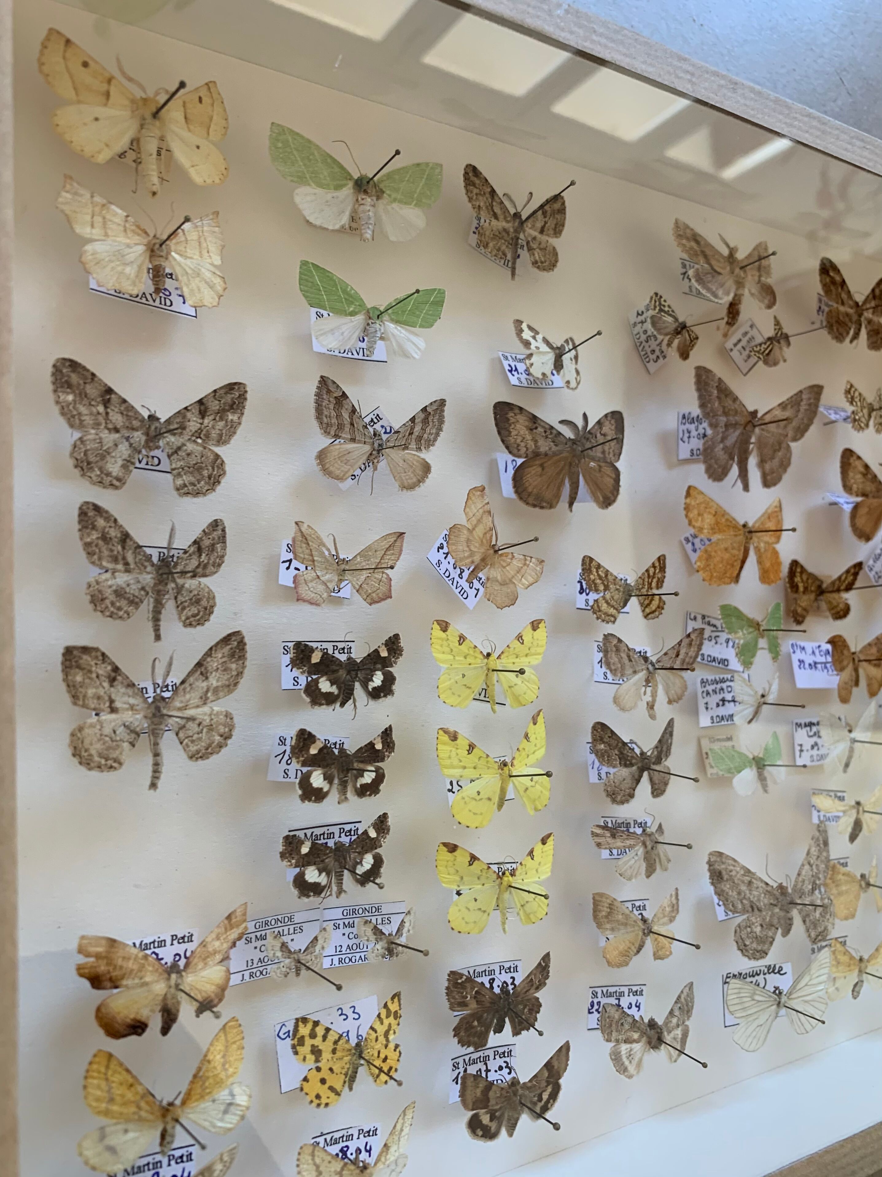 Butterflies stuffed under glass