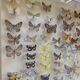 Butterflies stuffed under glass