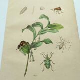 Antique engraving from 1839 - Polygonatum Insects - Hand-colored plate
