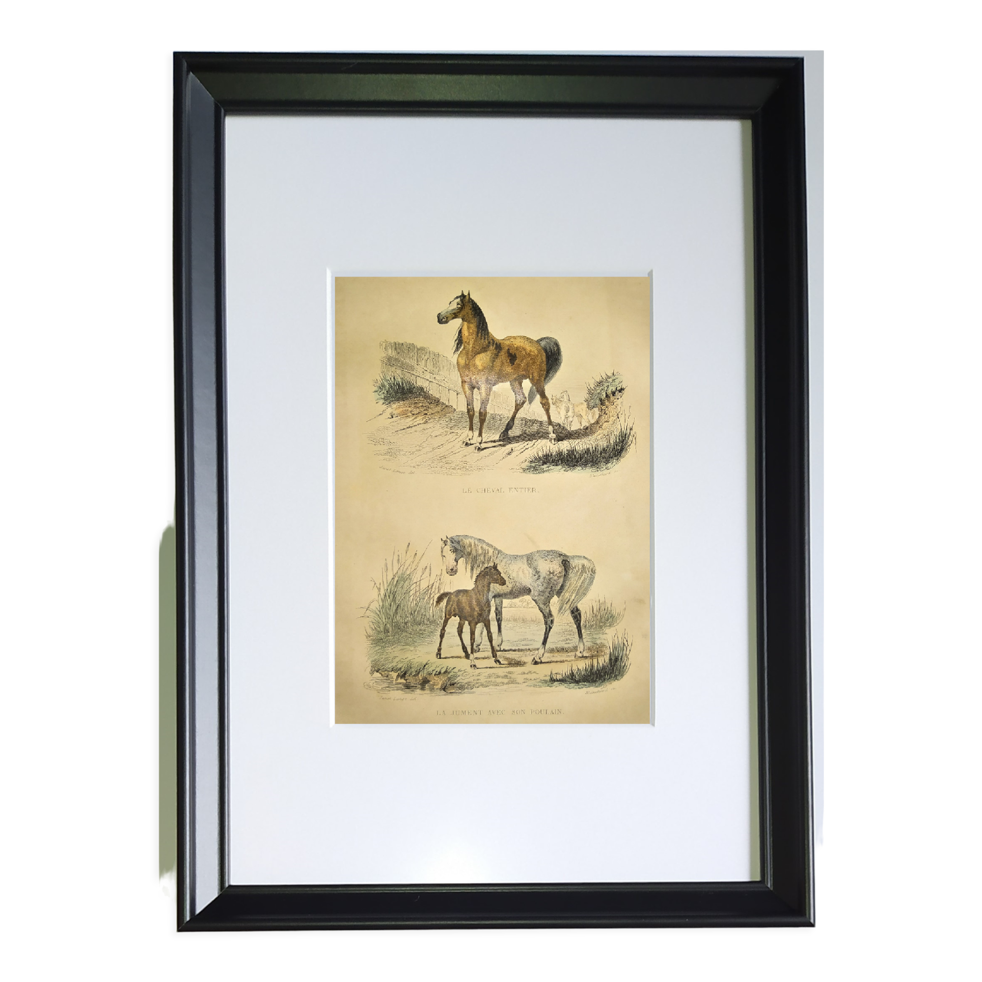 ORIGINAL ZOOLOGICAL FRAME ENGRAVING FROM 1839 " WHOLE HORSE,....,.... "
