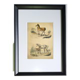 ORIGINAL ZOOLOGICAL FRAME ENGRAVING FROM 1839 " WHOLE HORSE,....,.... "