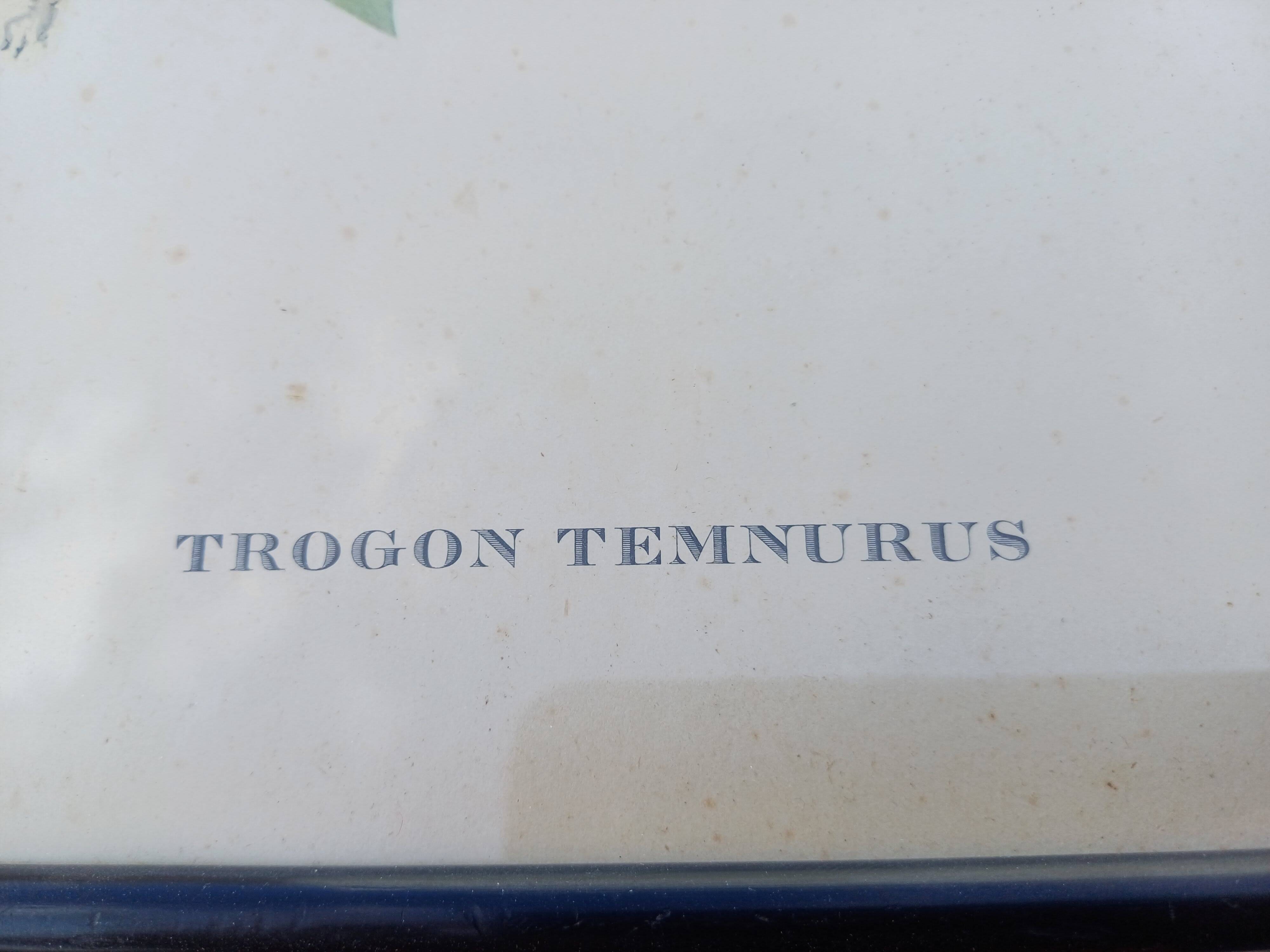 12 Lithographs “Birds of the World”