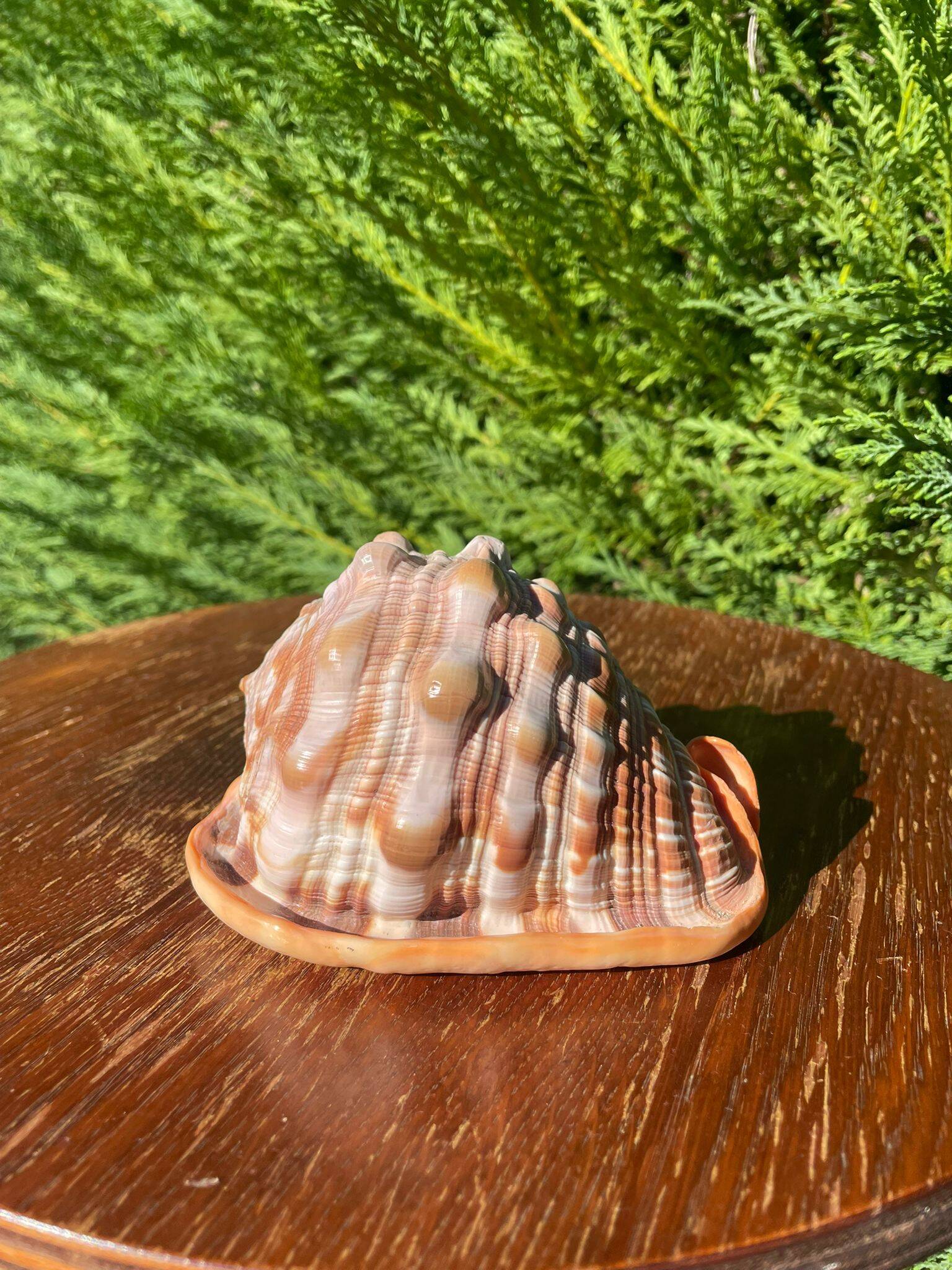 Large seashell: Cypraecassis rufa