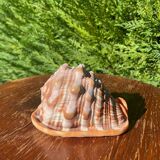 Large seashell: Cypraecassis rufa