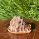 Large seashell: Cypraecassis rufa