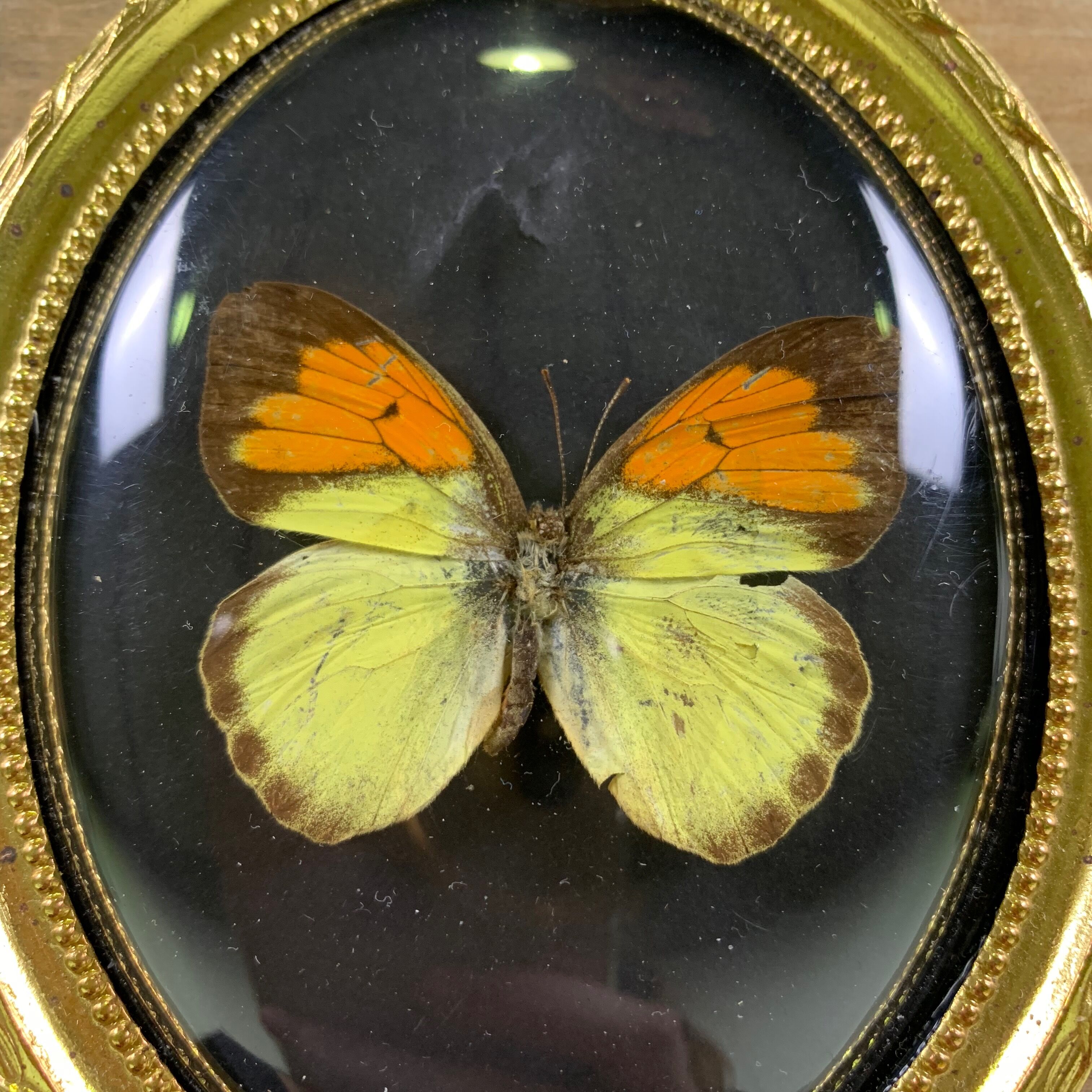 Butterfly under curved frame