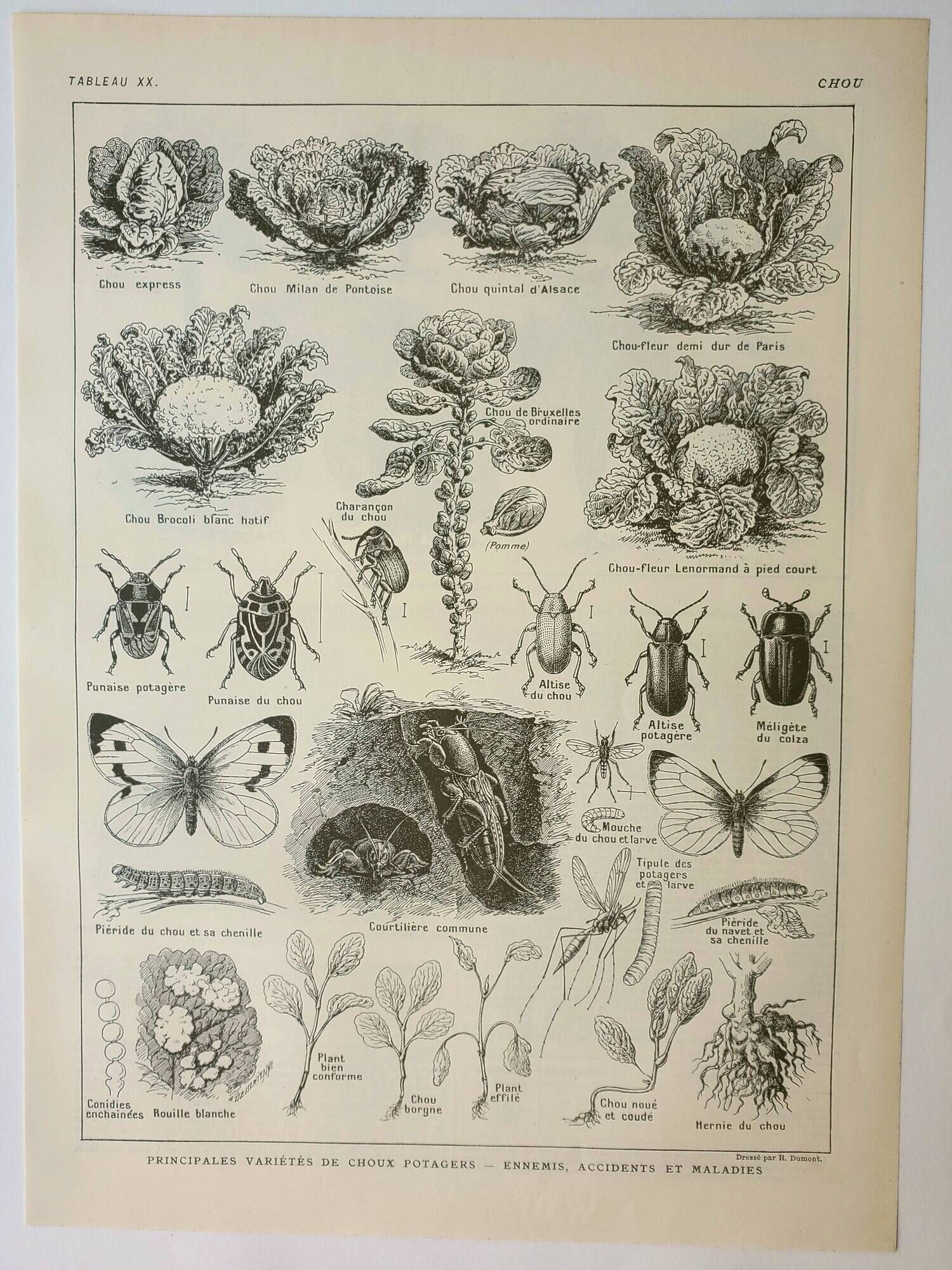 Old engraving 1922, Cabbage, vegetable garden, farm, agriculture, vegetable • Lithograph, original illustration