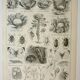 Old engraving 1922, Cabbage, vegetable garden, farm, agriculture, vegetable • Lithograph, original illustration