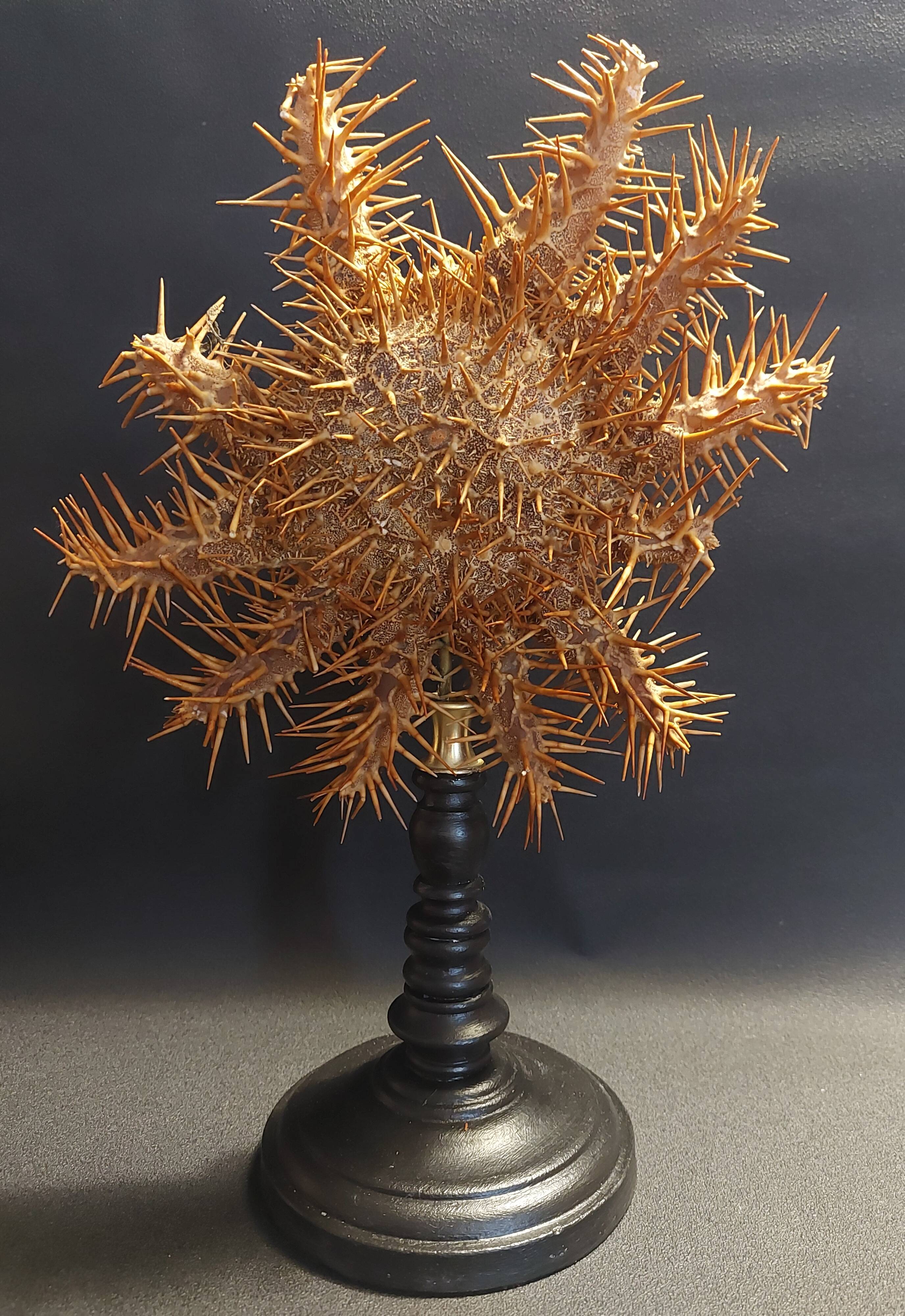 Cabinet de Curiosités étoile de mer acanthaster planci sur socle