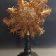 Cabinet de Curiosités étoile de mer acanthaster planci sur socle