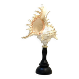 Old Murex conch shell on turned wooden base Napoleon III vintage curiosity cabinet R