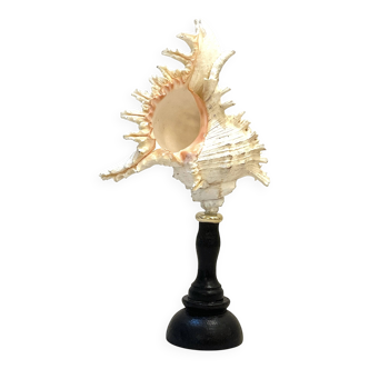 Old Murex conch shell on turned wooden base Napoleon III vintage curiosity cabinet R