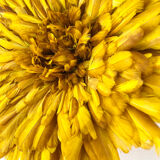 Juju Hat yellow 50 cm