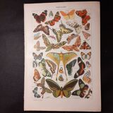 Lithograph on butterflies from 1922