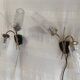 Double wall lights in gold metal and glass tulip - 60s/70s