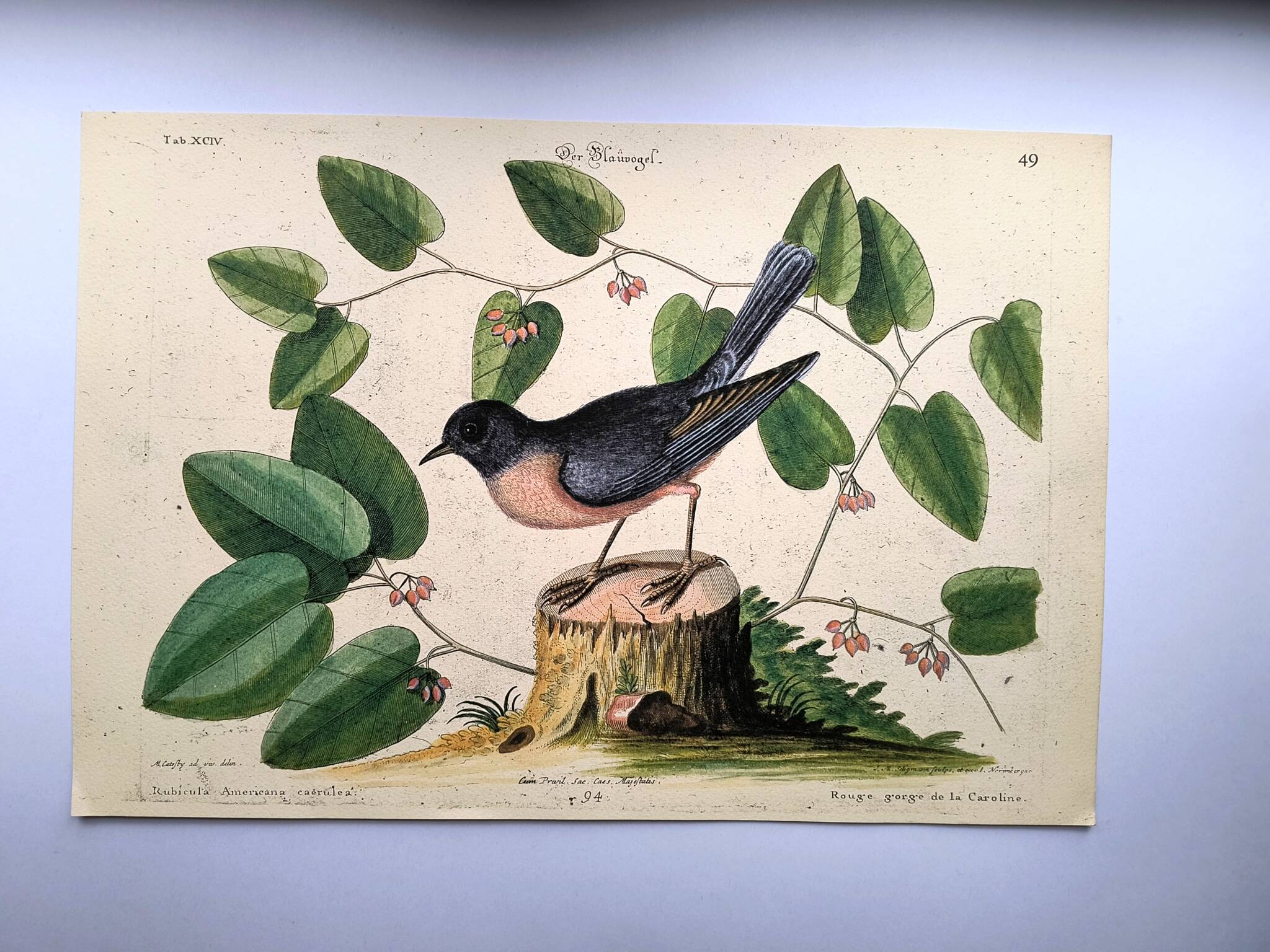 Old bird engraving - Robin - Vintage nature plate by Seligmann