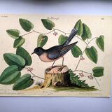 Old bird engraving - Robin - Vintage nature plate by Seligmann