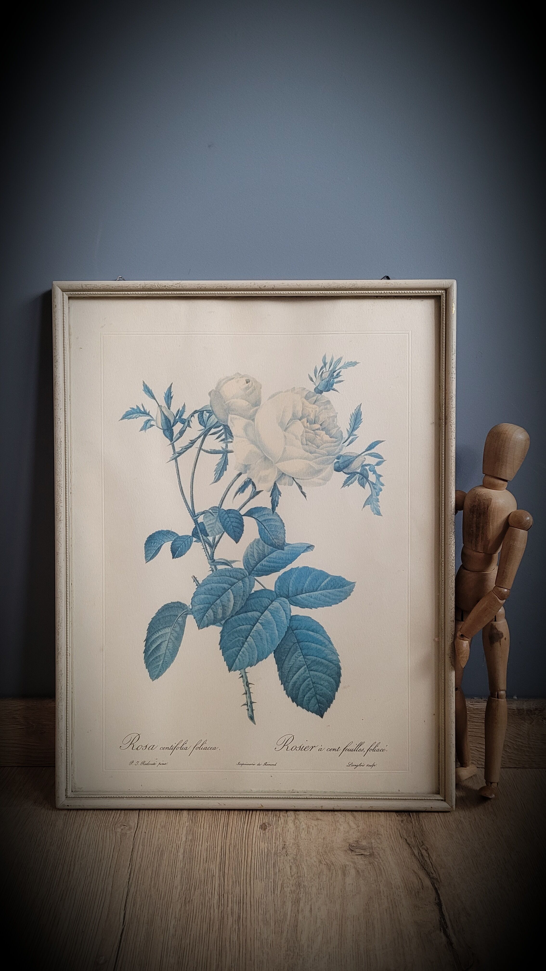 Frame illustration rose one hundred leaves foliaceous