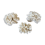 Ancient white coral in trio