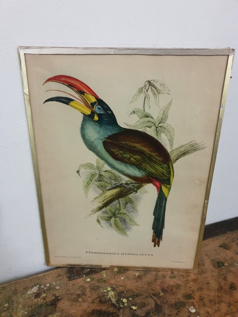 Table Bird illustration - The Toucan - Pteroglossus hypoglaucus
