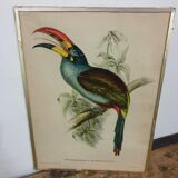 Table Bird illustration - The Toucan - Pteroglossus hypoglaucus