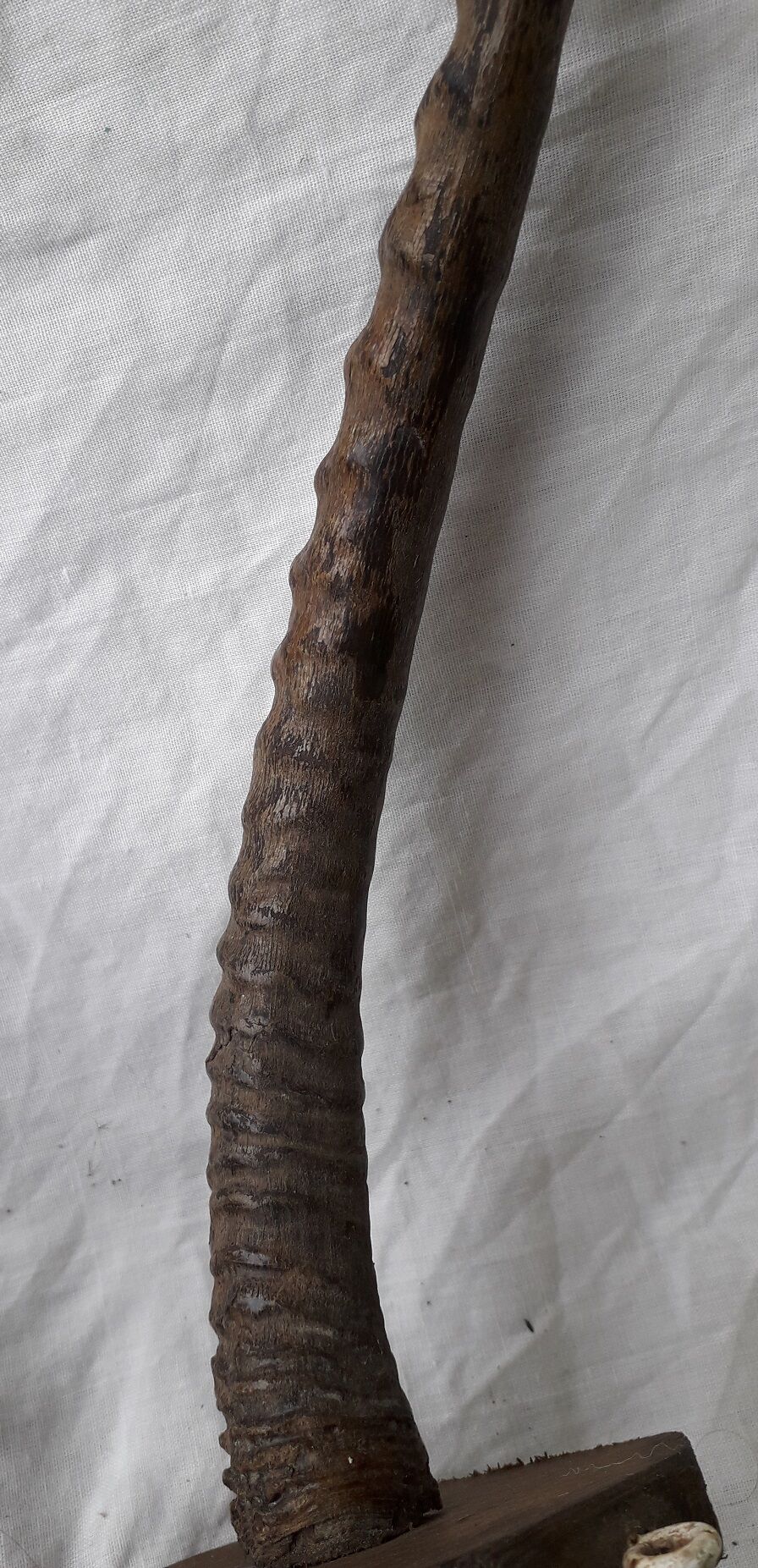 Gazelle horns trophy