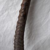 Gazelle horns trophy