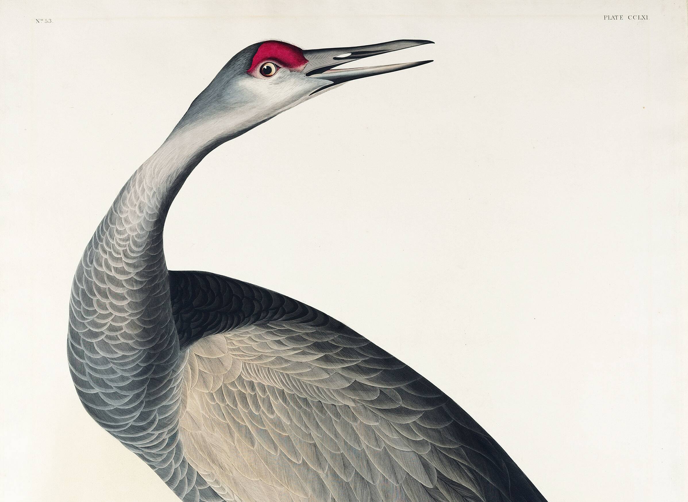 Poster about the American Crane, based on an old engraving from 1827.