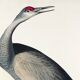 Poster about the American Crane, based on an old engraving from 1827.