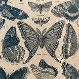 Lithograph on butterflies - 1920