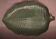 Large green leaf dish