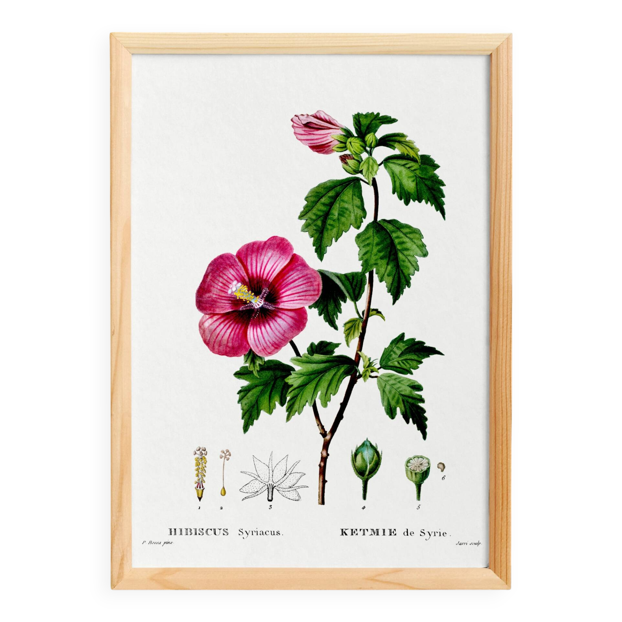 Poster about Hibiscus, based on an engraving from 1802