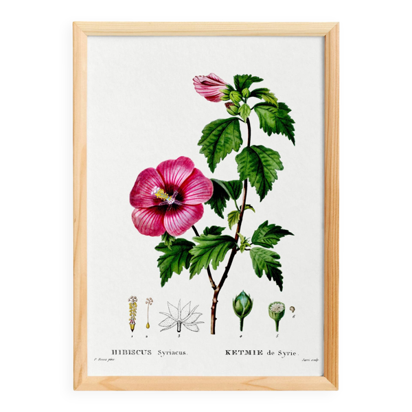 Affiche sur l'Hibiscus, d'après une gravure de 1802